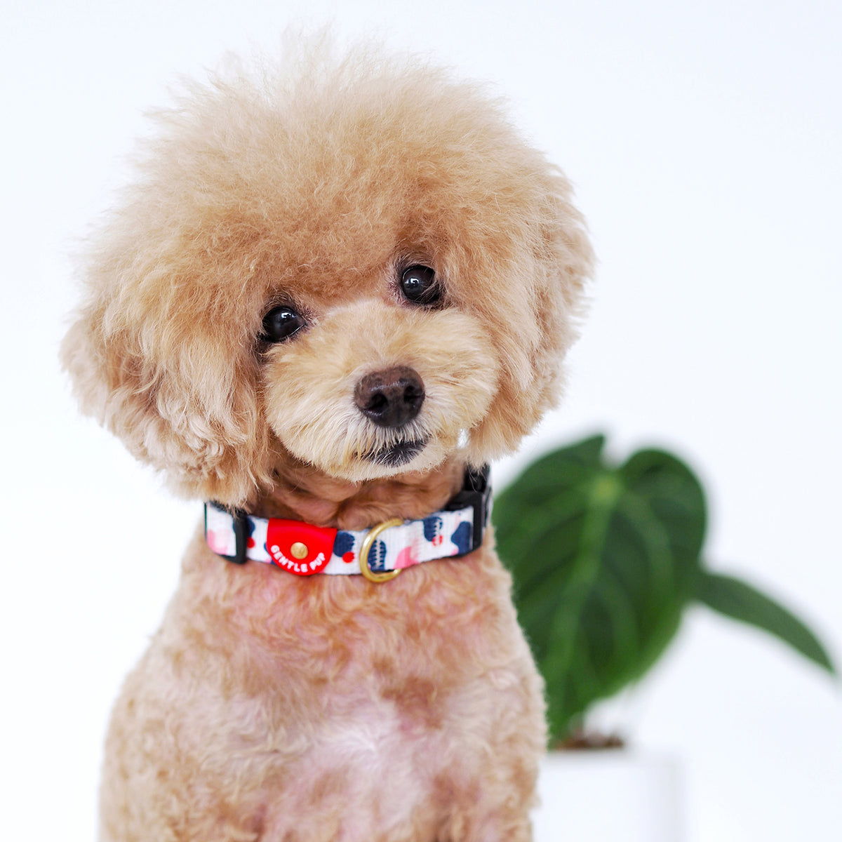 Gentle Pup Dog Collar - Lovely Leia
