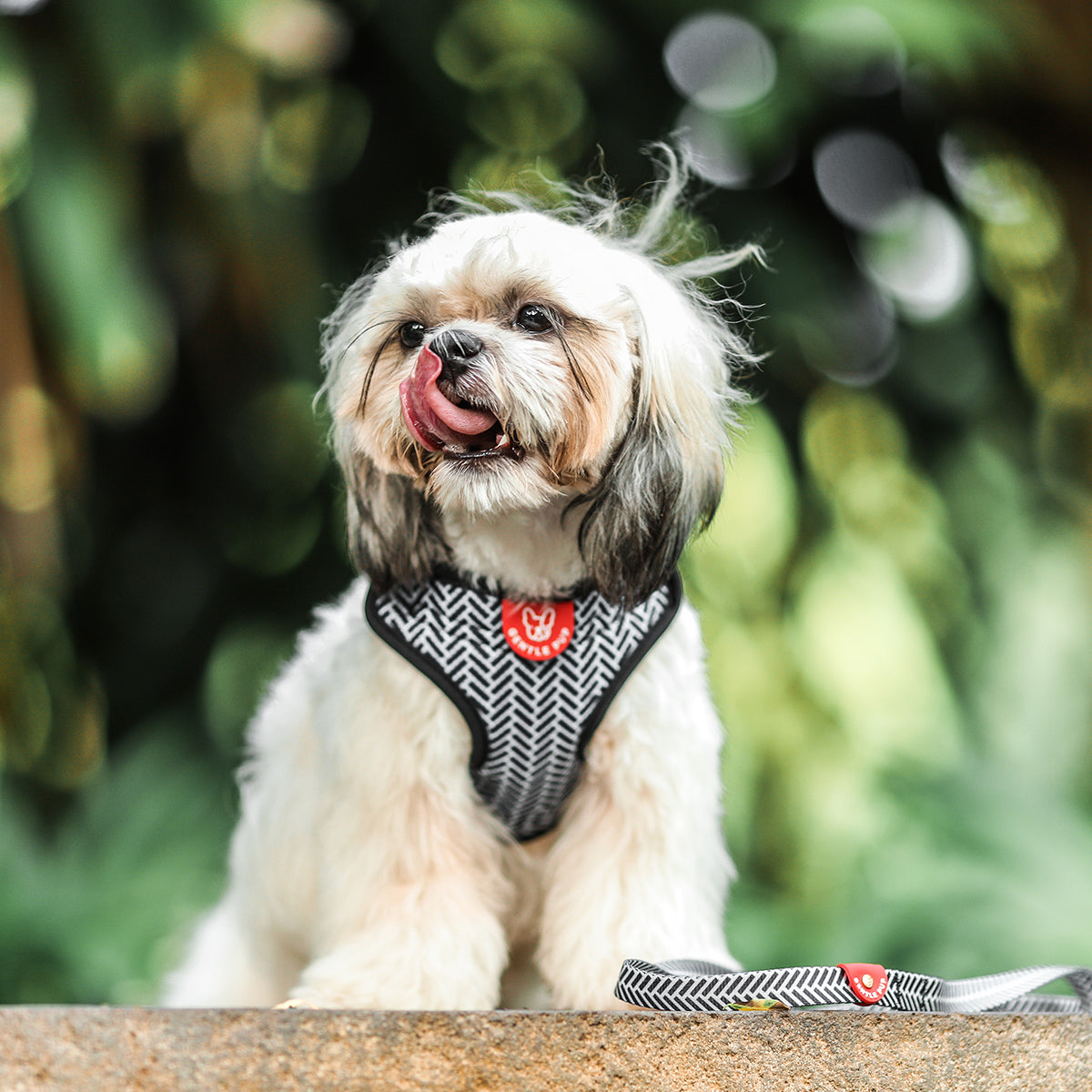 Gentle Pup Easy Harness - Mono Mike