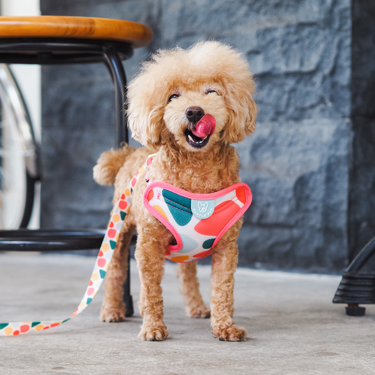 Gentle Pup Easy Harness - Candy Callie