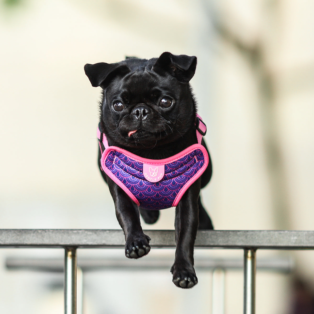 Gentle Pup Easy Harness - Piper Pink