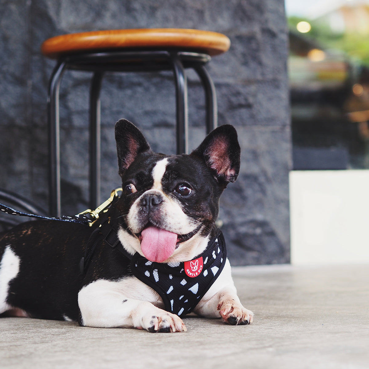 Gentle Pup Easy Harness - Cheeky Chip