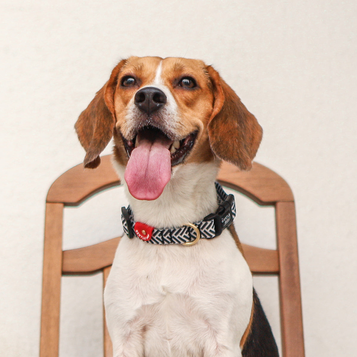 Gentle Pup Dog Collar - Mono Mike