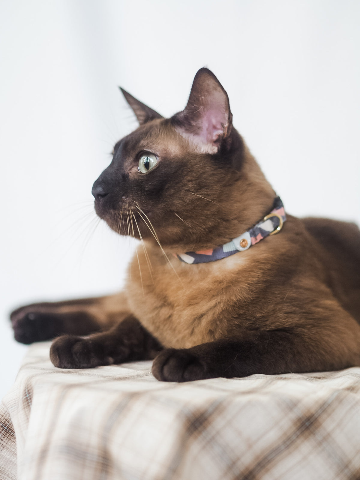 Gentle Purr Cat Collar - Ollie Oliver