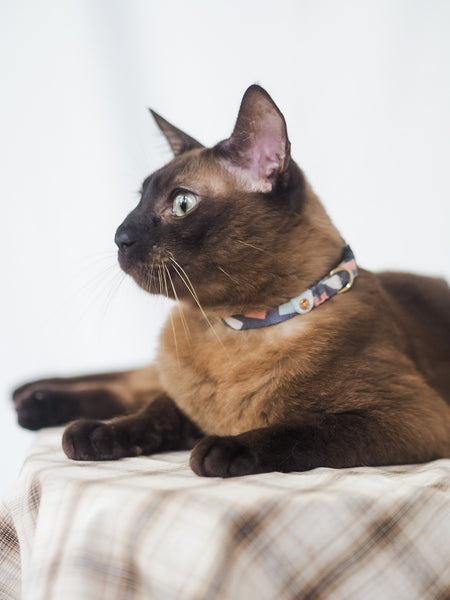 Gentle Purr Cat Collar - Ollie Oliver