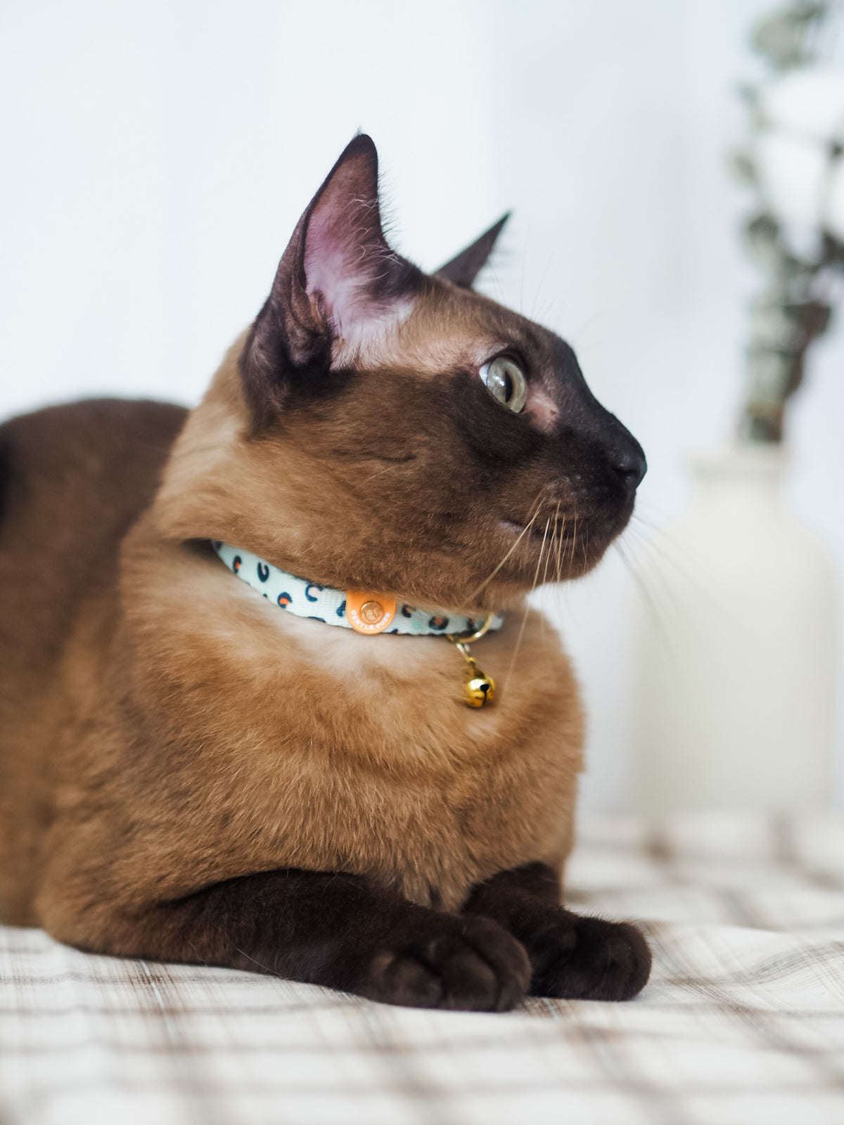 Gentle Purr Cat Collar - Baby BamBam