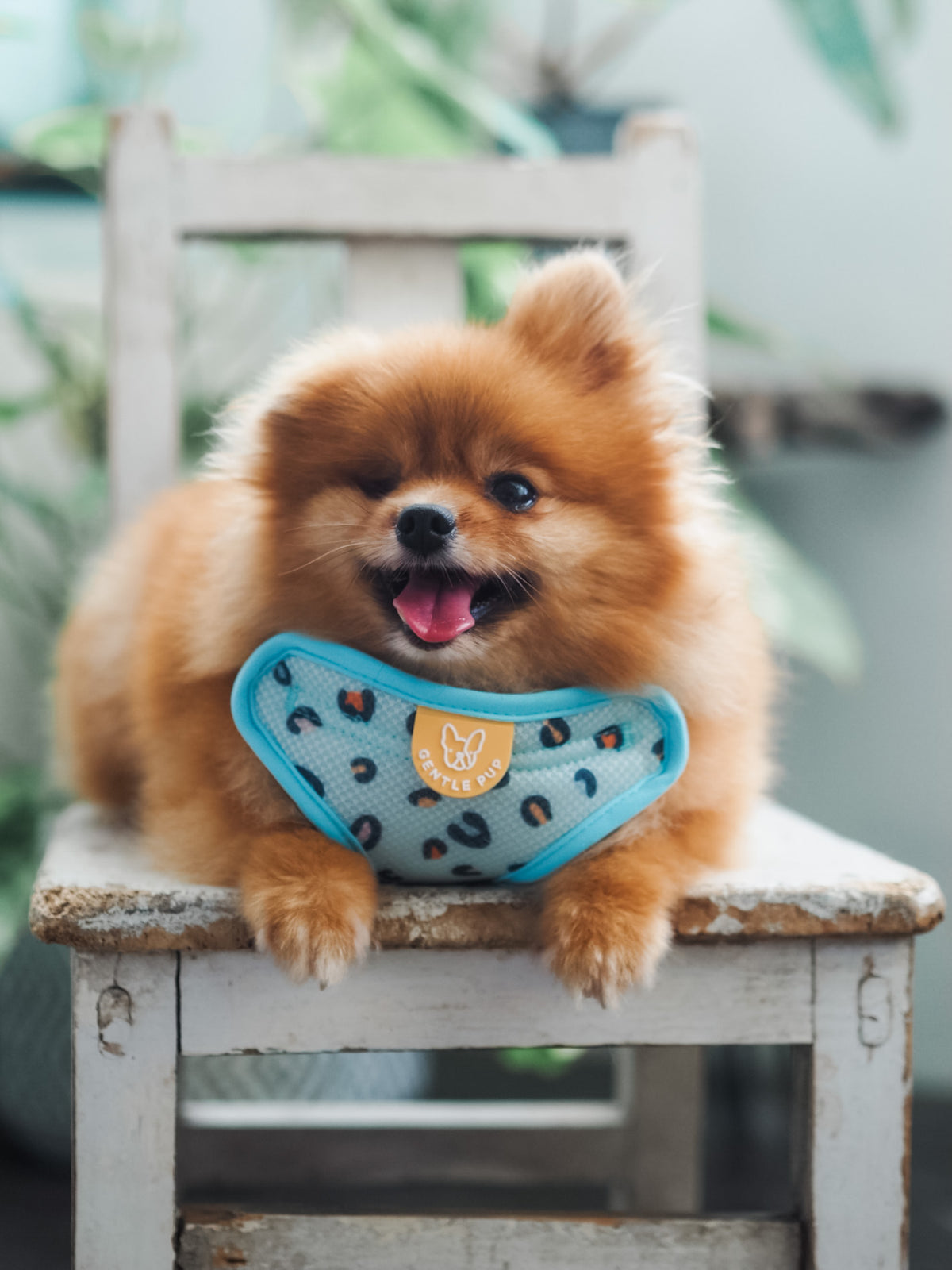 Gentle Pup Easy Harness - Baby BamBam