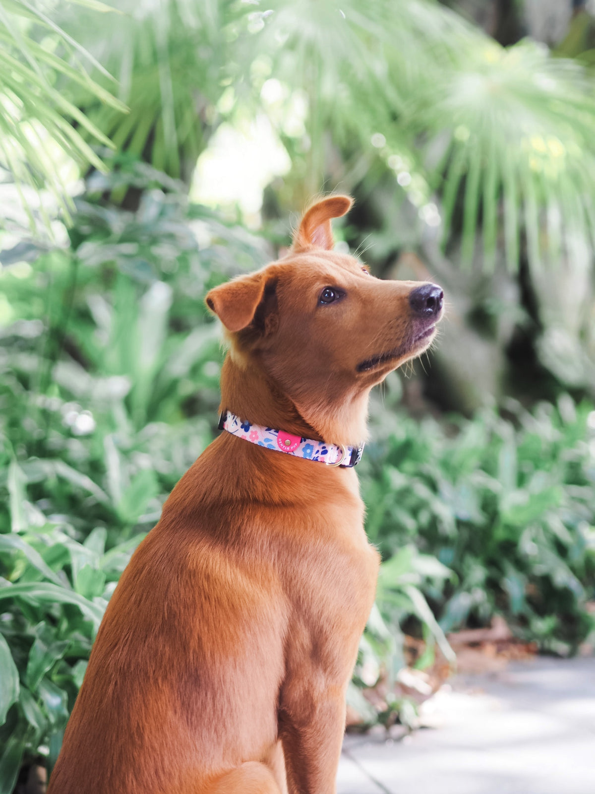 Gentle Pup Dog Collar - Molly Meadows