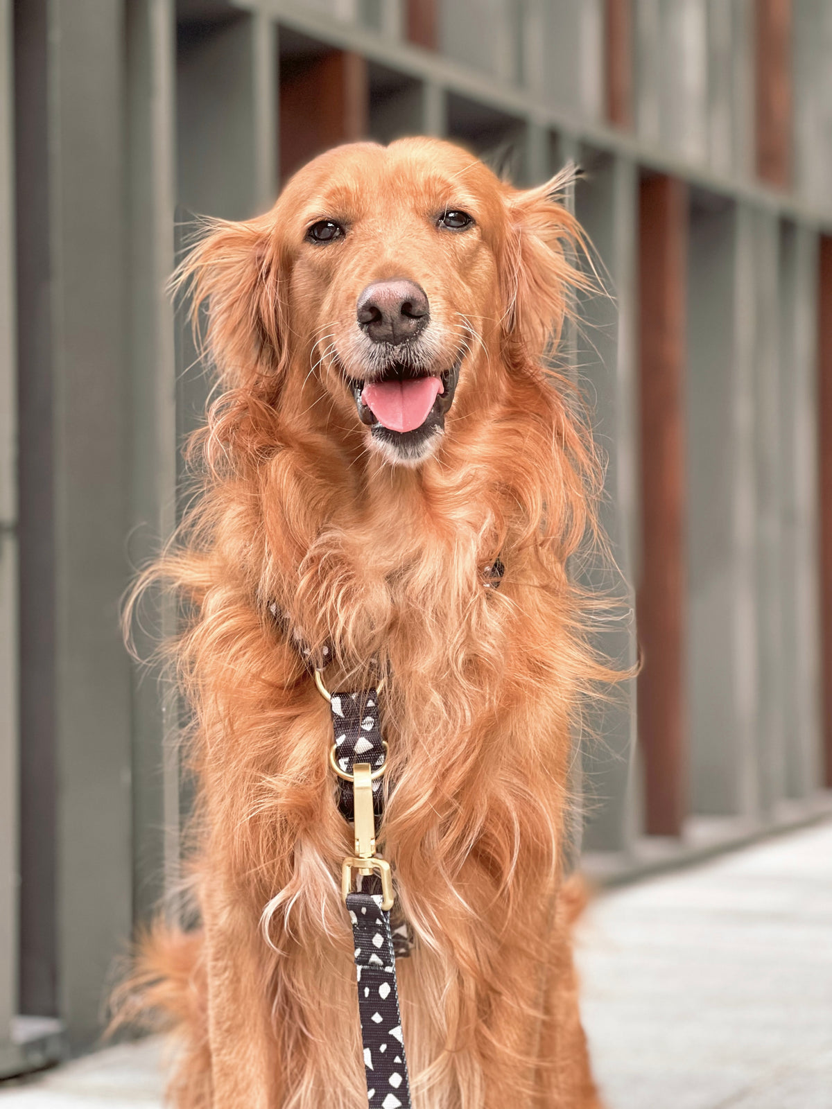 Gentle Pup Maxi Harness - Cheeky Chip