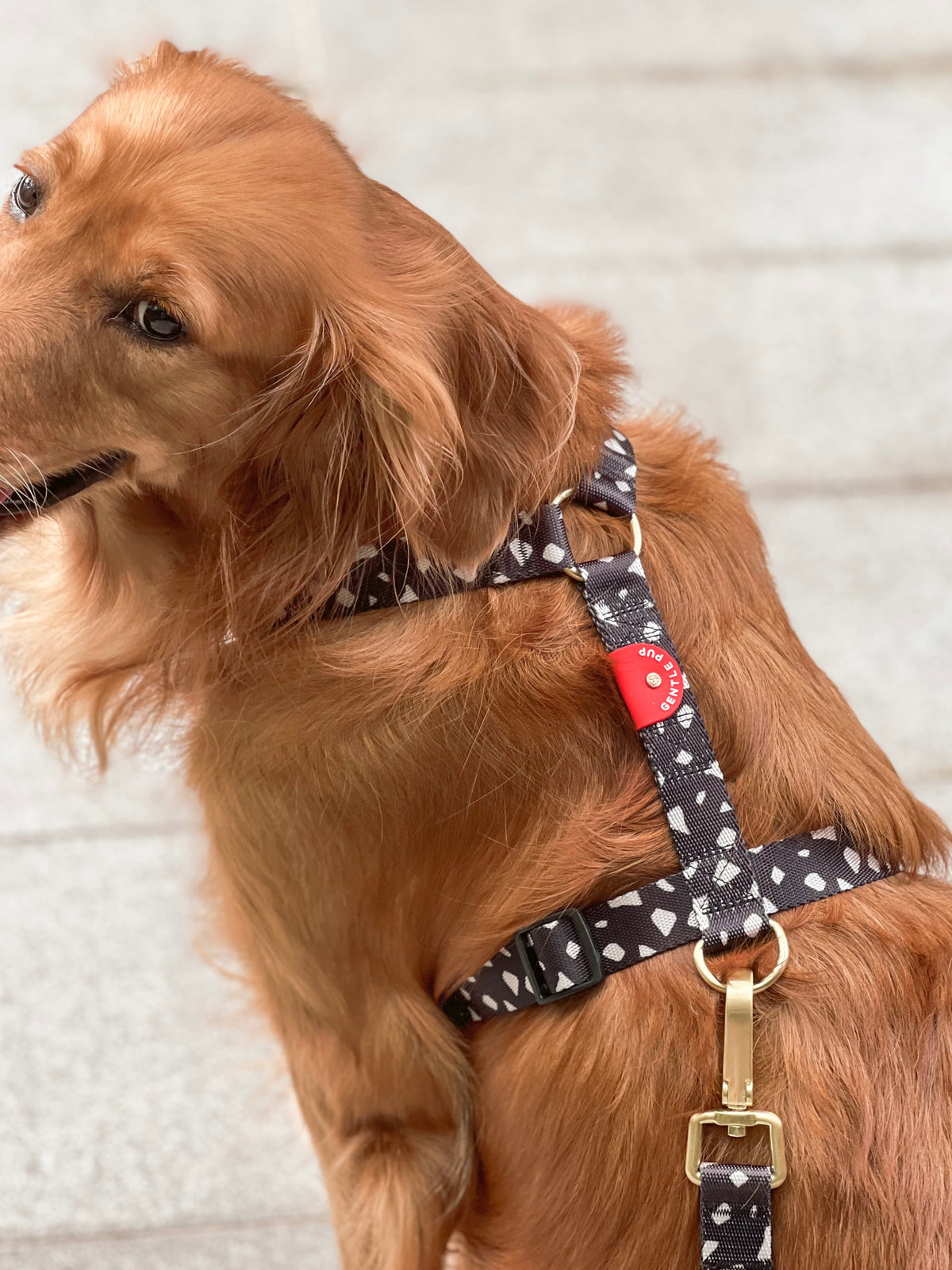 Gentle Pup Maxi Harness - Cheeky Chip