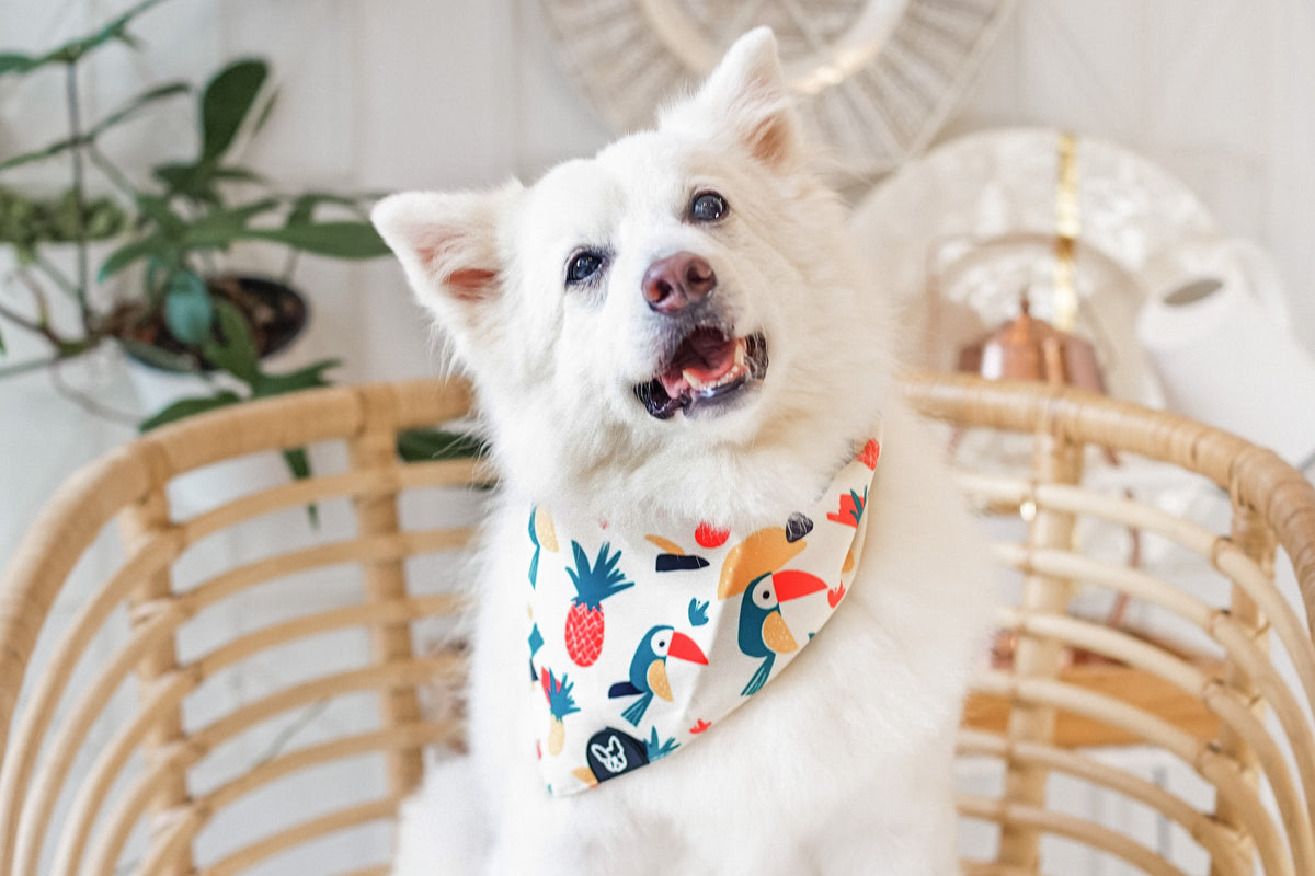 Gentle Pup Bandana - Aloha Alice