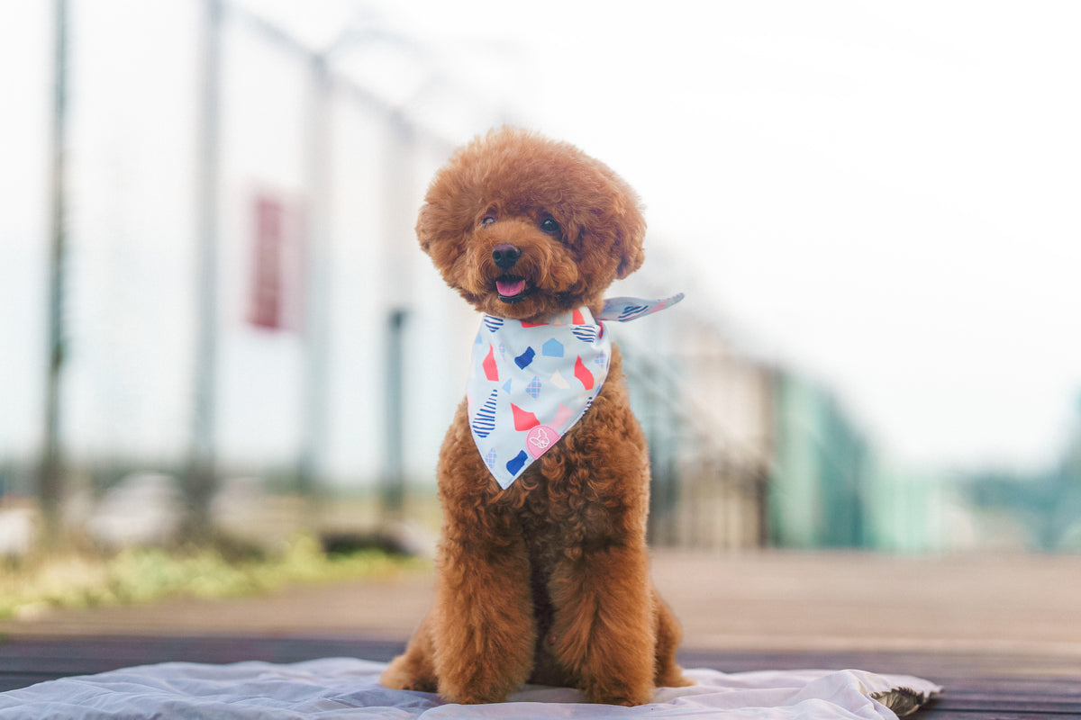 Gentle Pup Bandana - Bubbly Bay