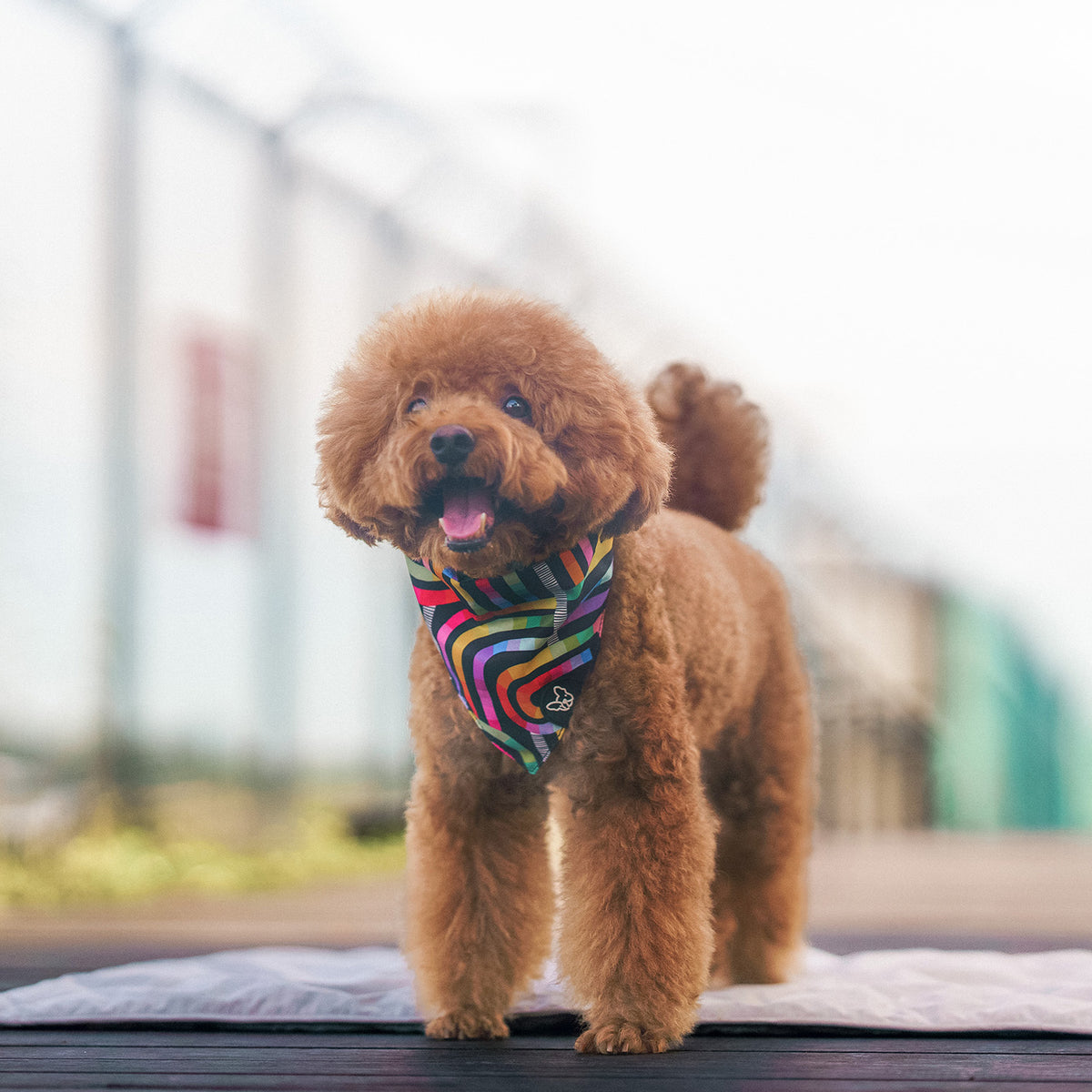Gentle Pup Bandana - Rainbow Maze