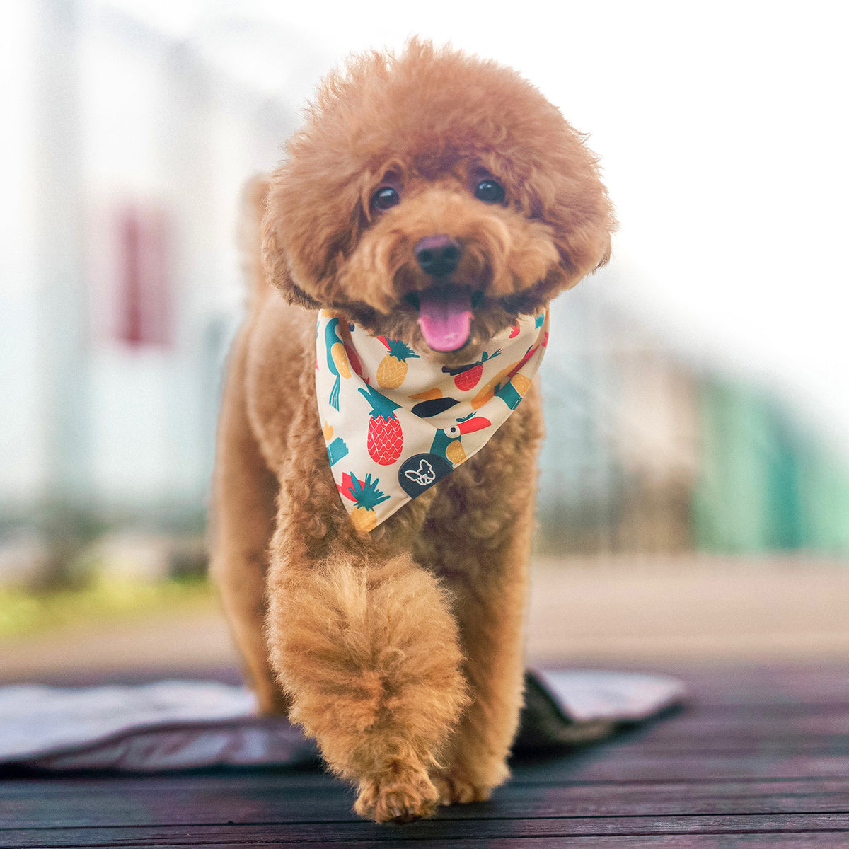 Gentle Pup Bandana - Aloha Alice