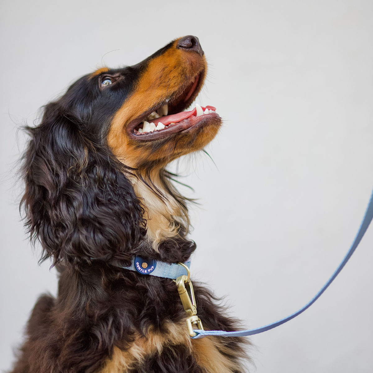 Gentle Pup Dog Collar - Cornflower