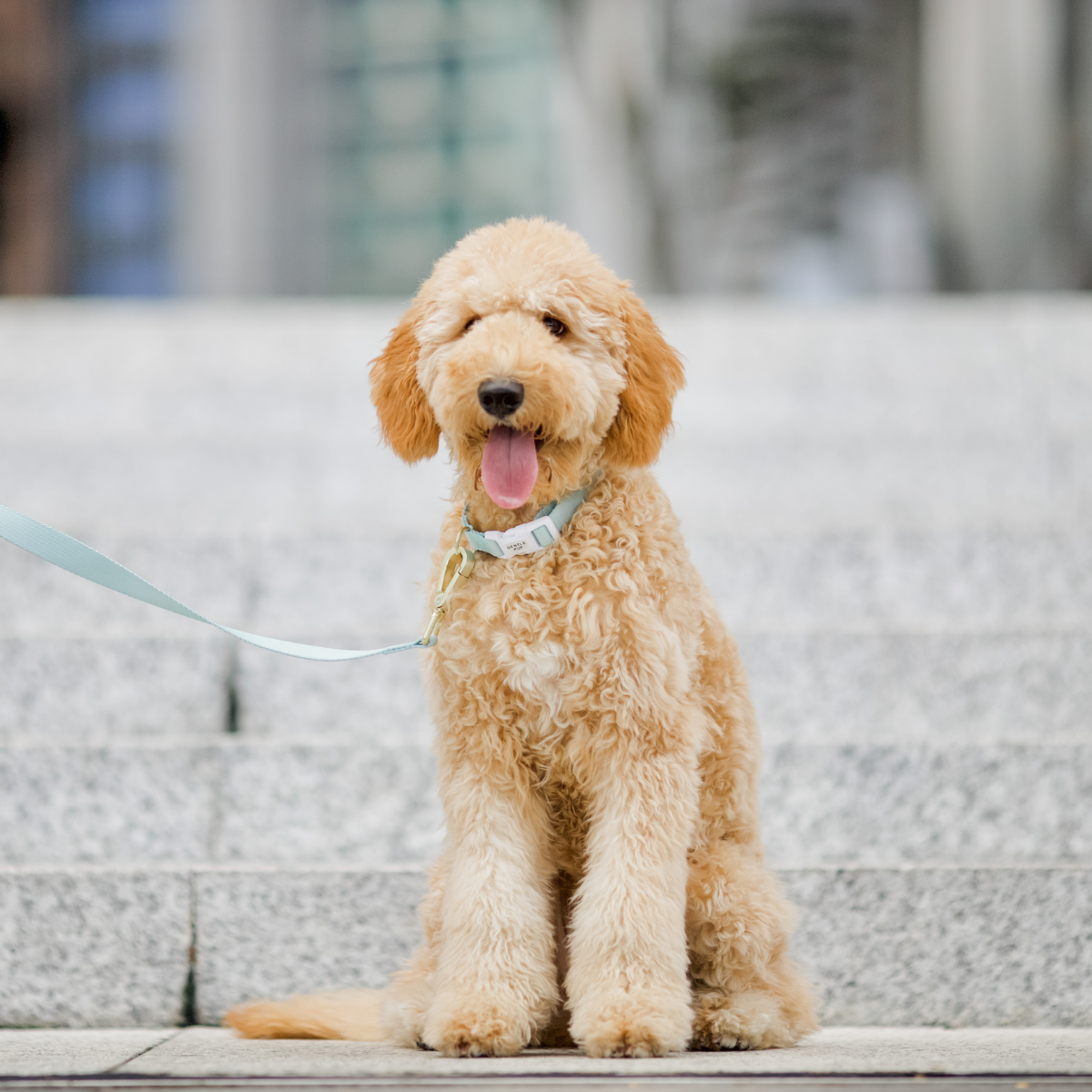Gentle Pup Leash - Pistachio