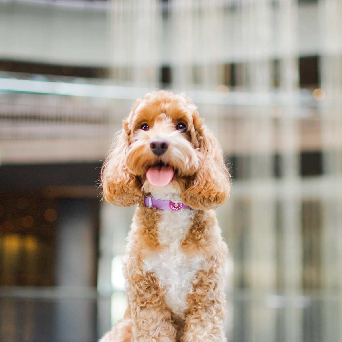 Gentle Pup Dog Collar - Taro