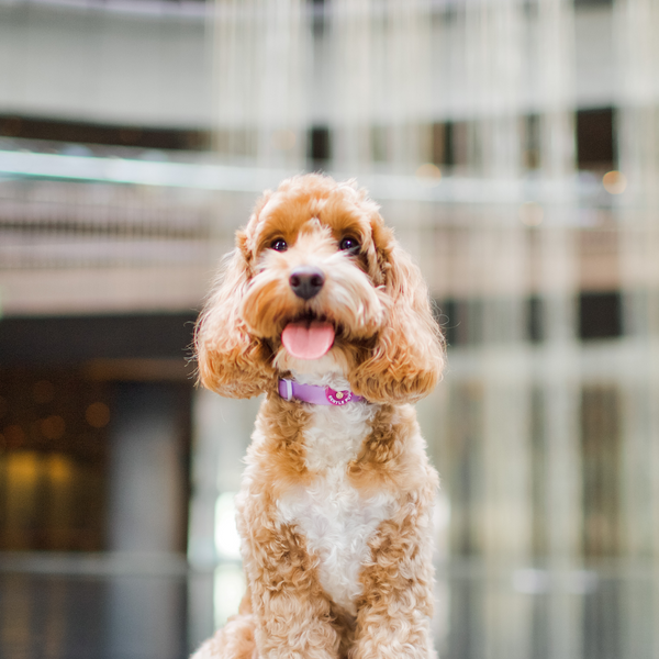 Gentle Pup Dog Collar - Taro