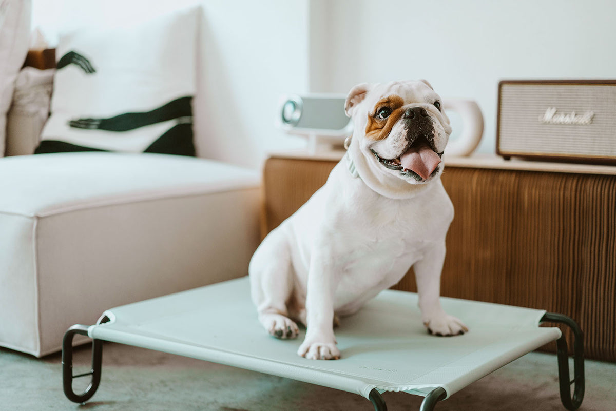 Gentle Pup Happy Camper Hammock - Seafoam