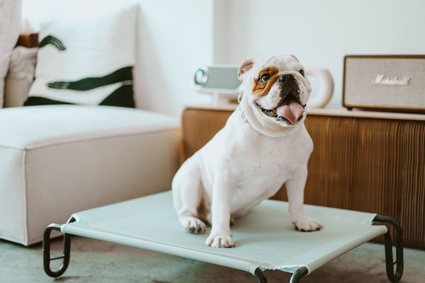 Gentle Pup Happy Camper Hammock - Seafoam