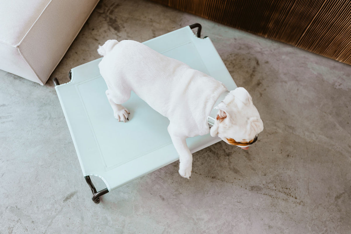 Gentle Pup Happy Camper - Seafoam