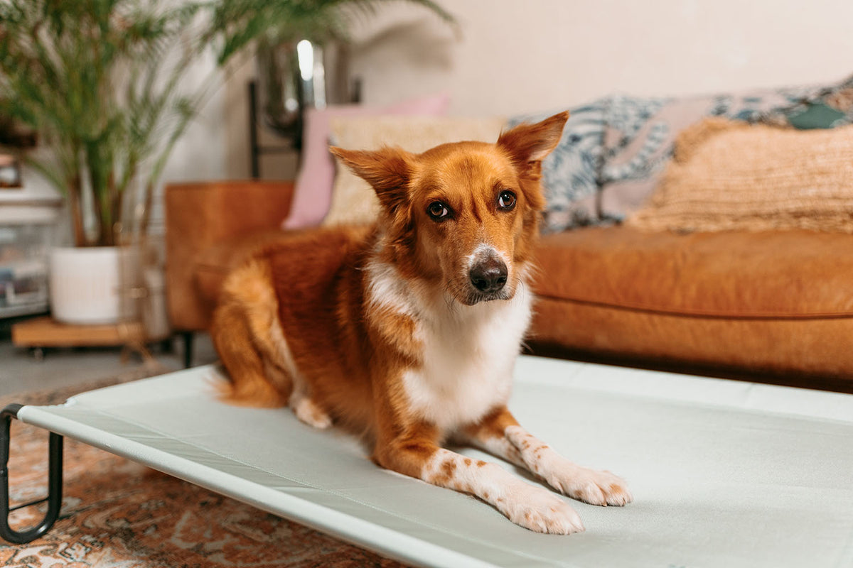 Gentle Pup Happy Camper - Seafoam