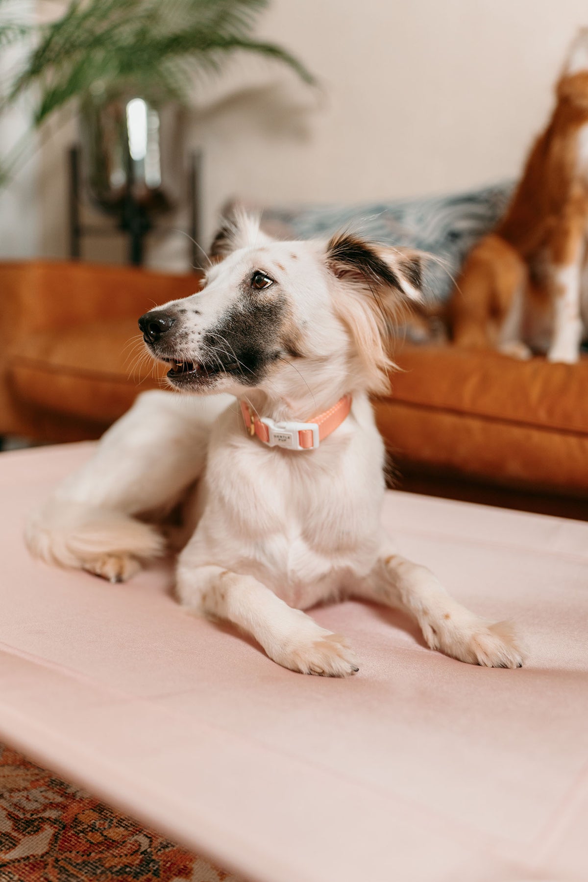 Gentle Pup Happy Camper Hammock - Mauve