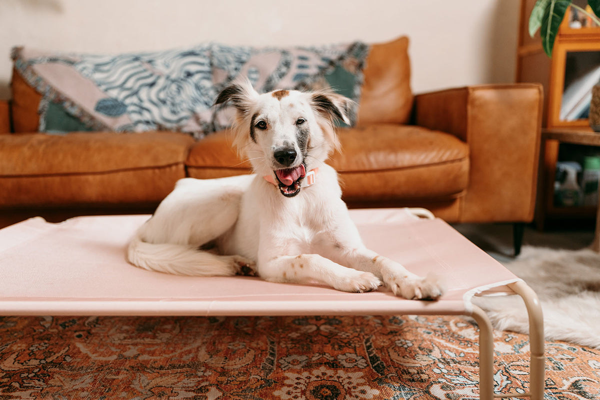 Gentle Pup Happy Camper - Mauve