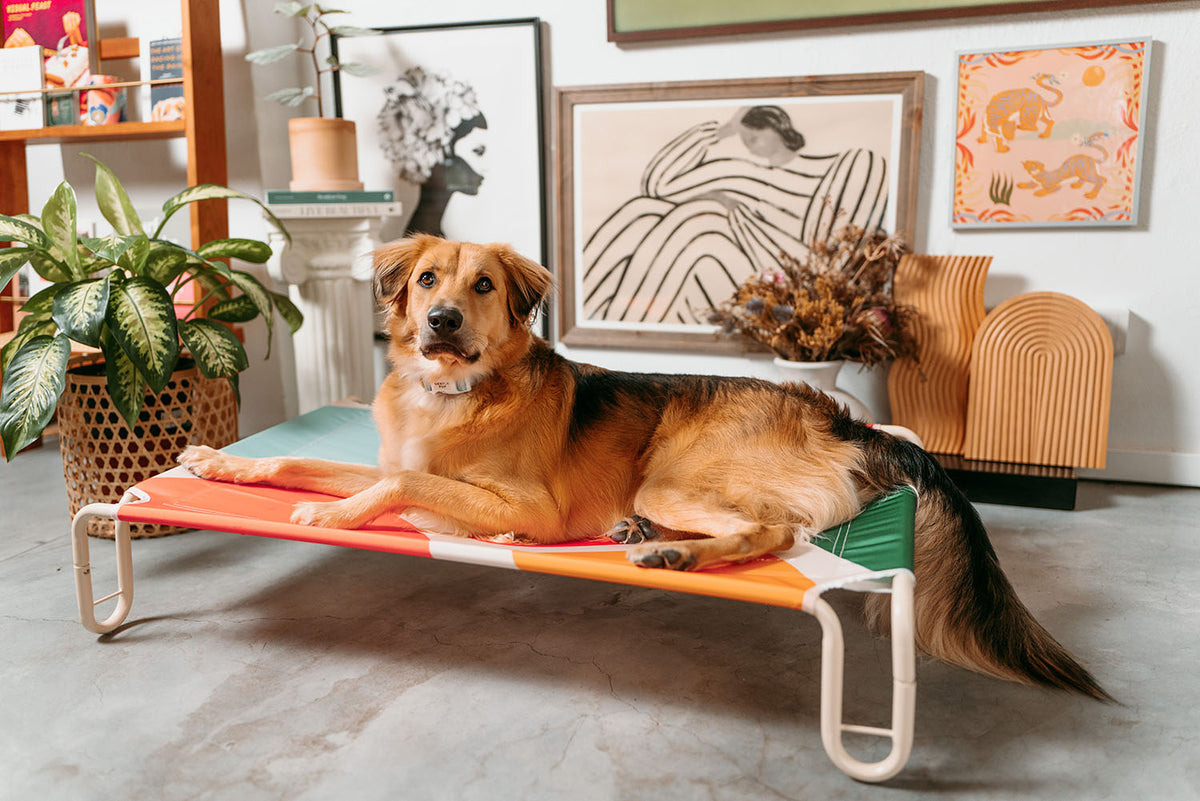 Gentle Pup Happy Camper Hammock - Candy Callie