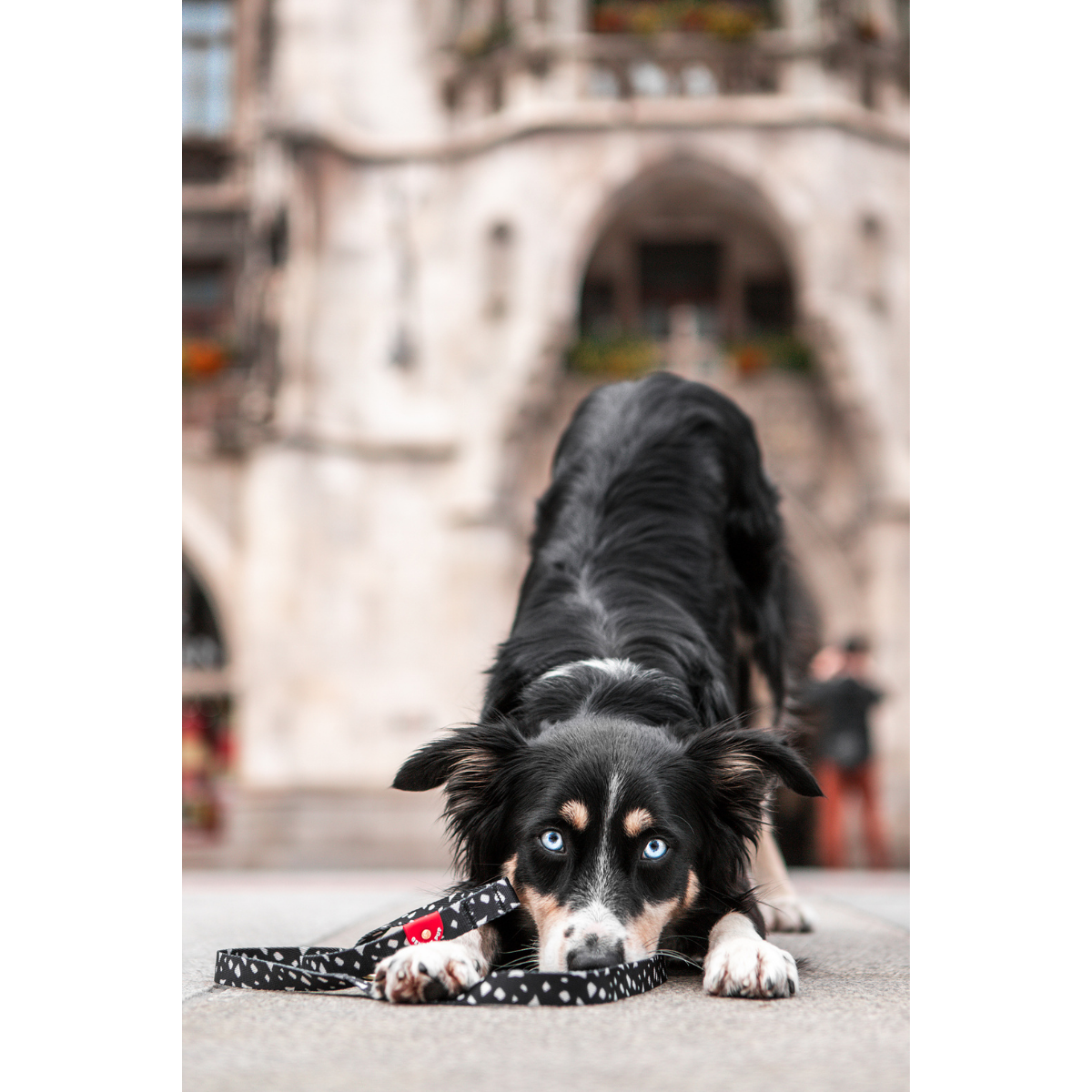 Gentle Pup Leash - Cheeky Chip