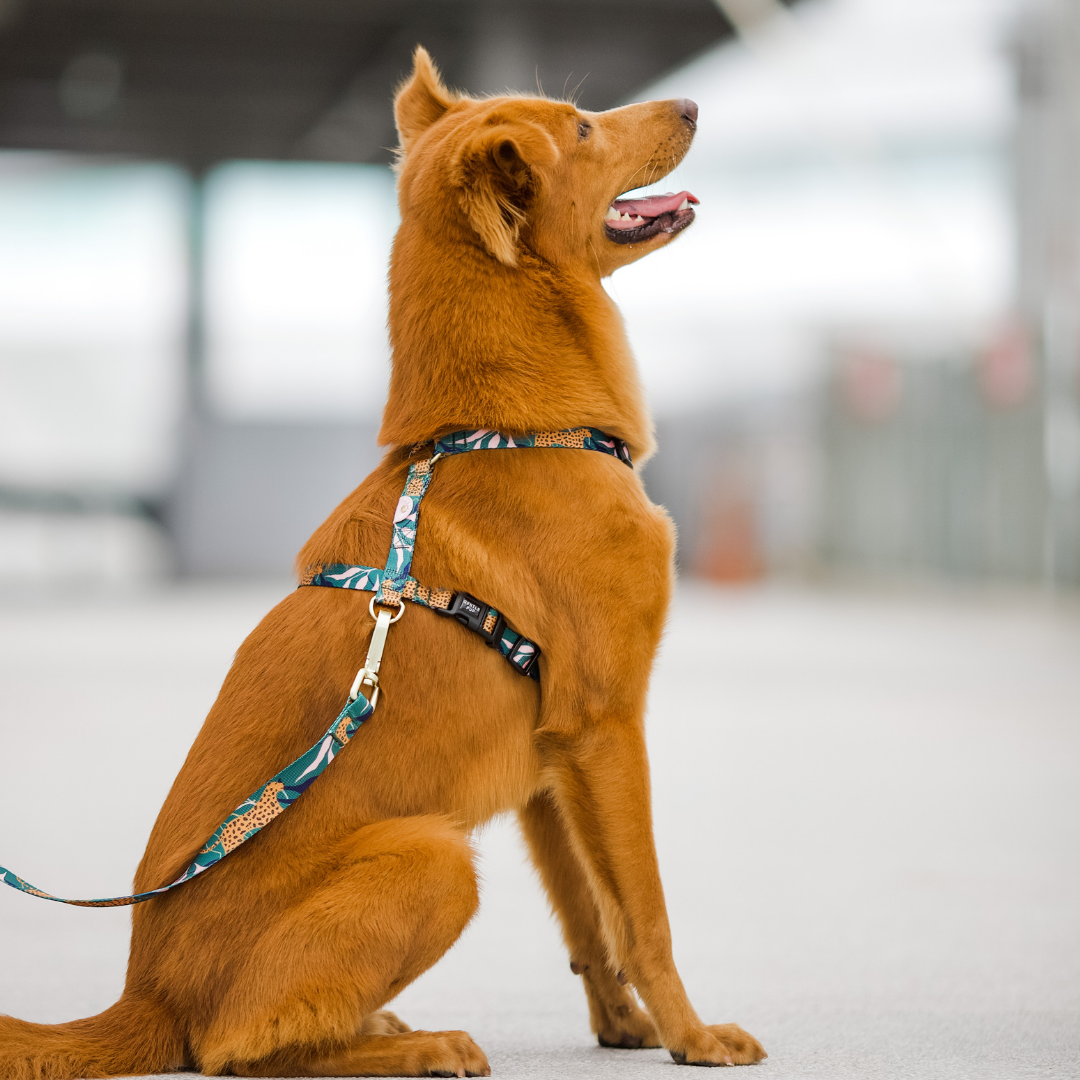 Gentle Pup Maxi Harness - Coco Congo
