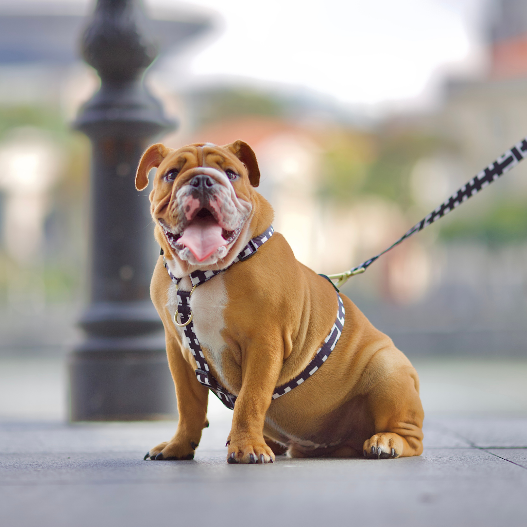 Gentle Pup Maxi Harness - Lucky Lotto