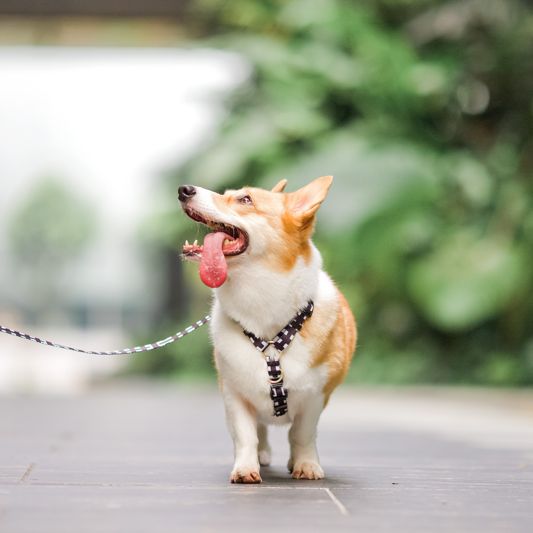 Gentle Pup Maxi Harness - Lucky Lotto