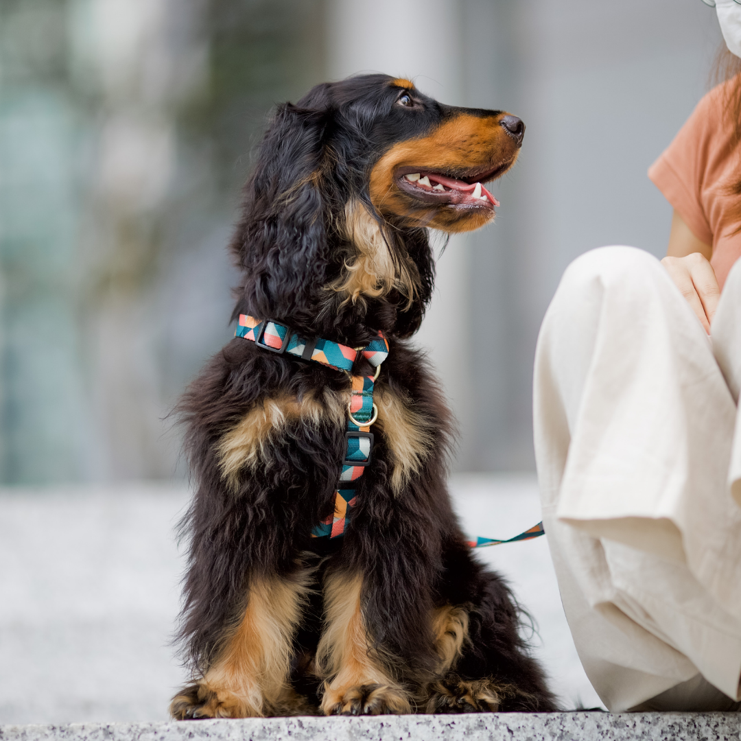 Gentle Pup Maxi Harness - Razzle Dazzle