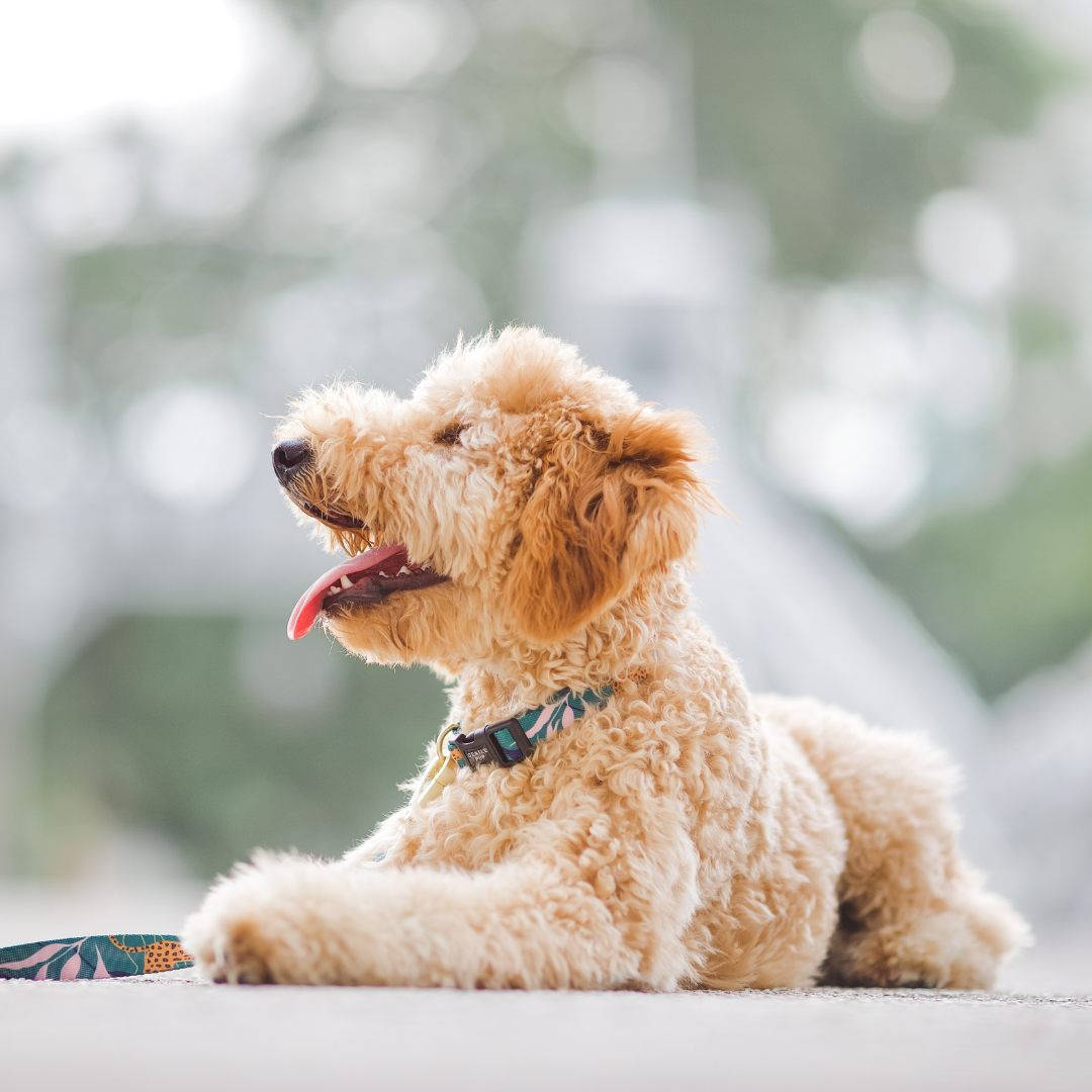 Gentle Pup Dog Collar - Coco Congo