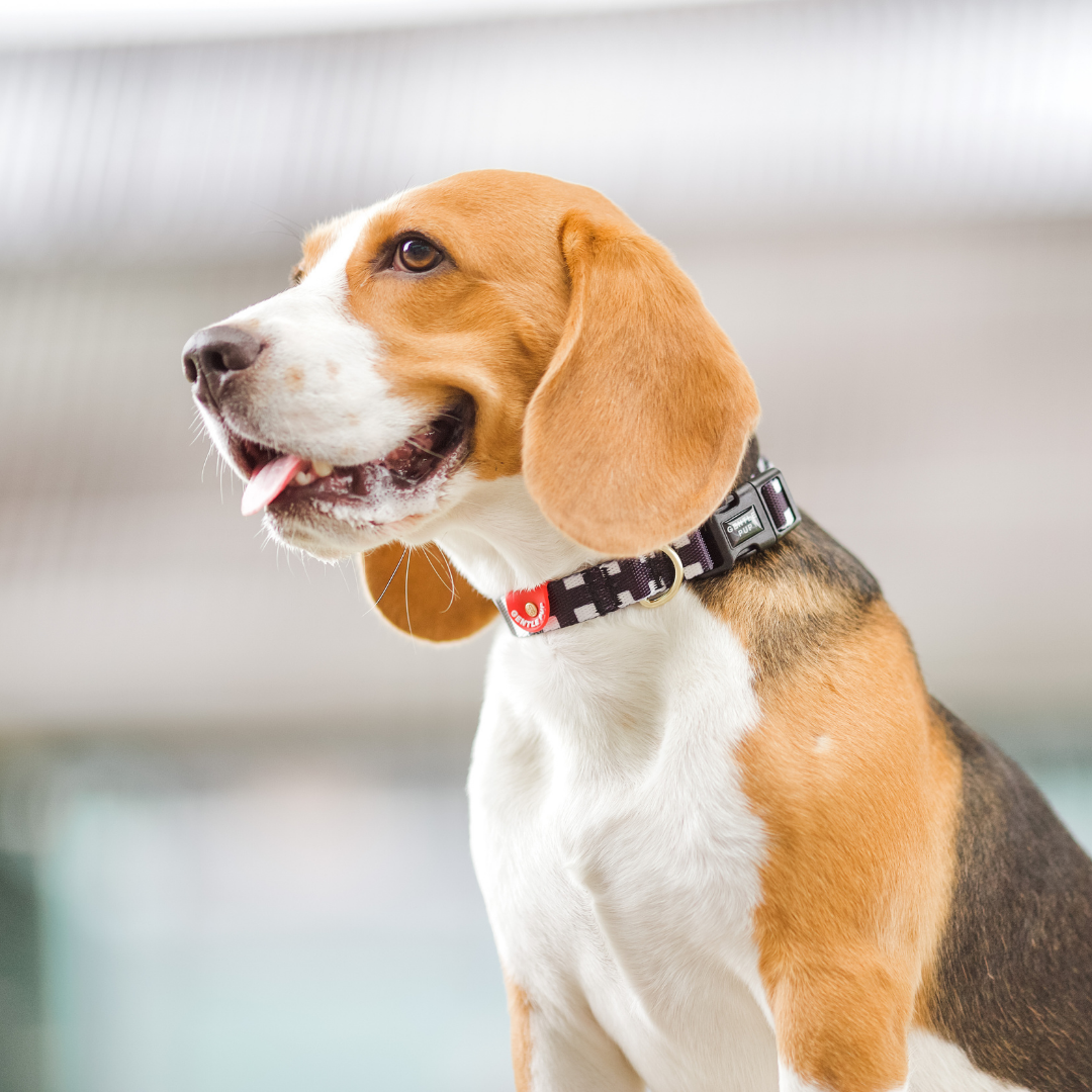 Gentle Pup Dog Collar - Lucky Lotto