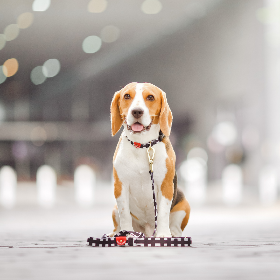 Gentle Pup Leash - Lucky Lotto